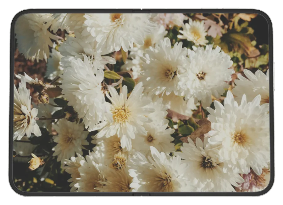Light Flowers shown on iPhone Duo