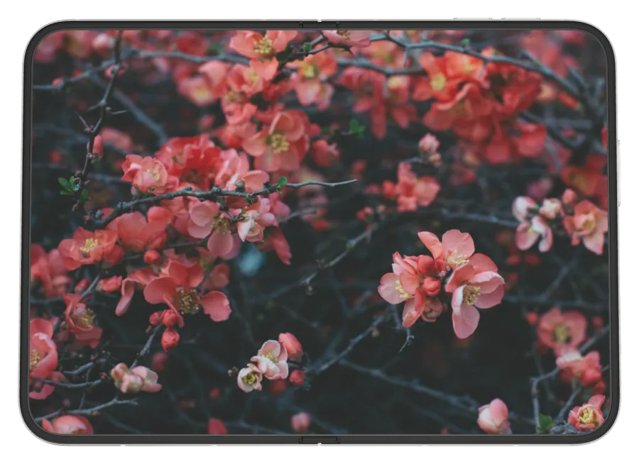 Dark Mac 10 shown on iPhone Duo