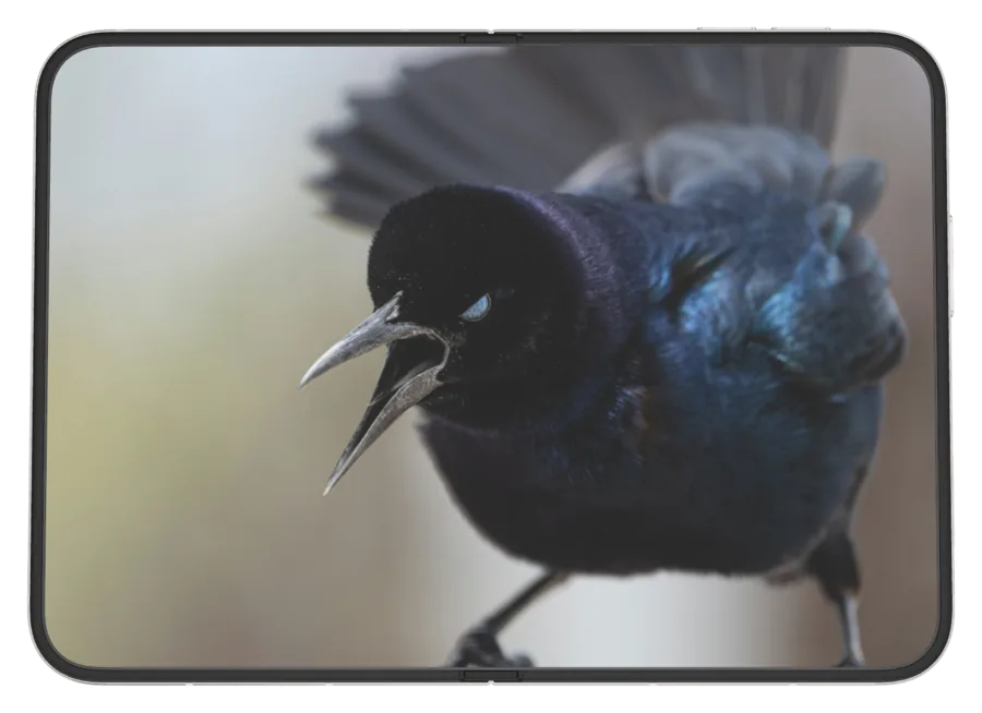 Dark Nature 3 shown on iPhone Duo